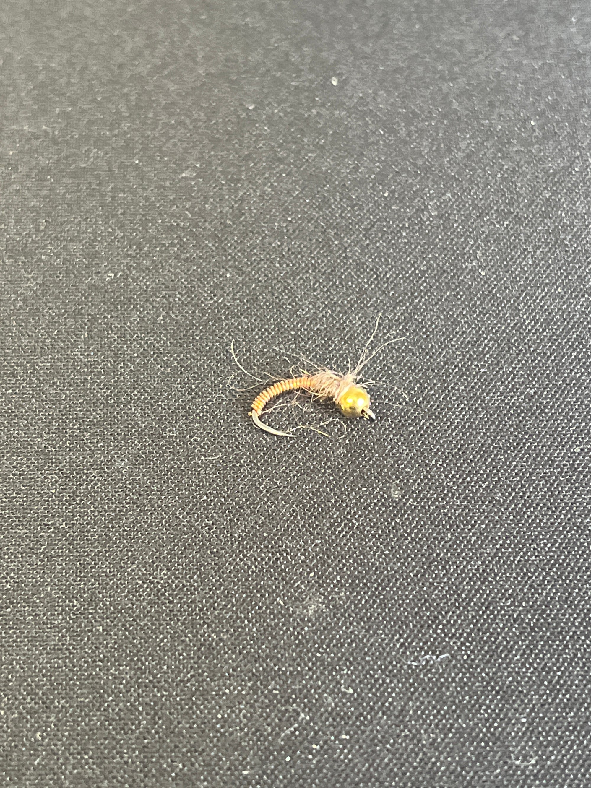 BRASSIE FLY