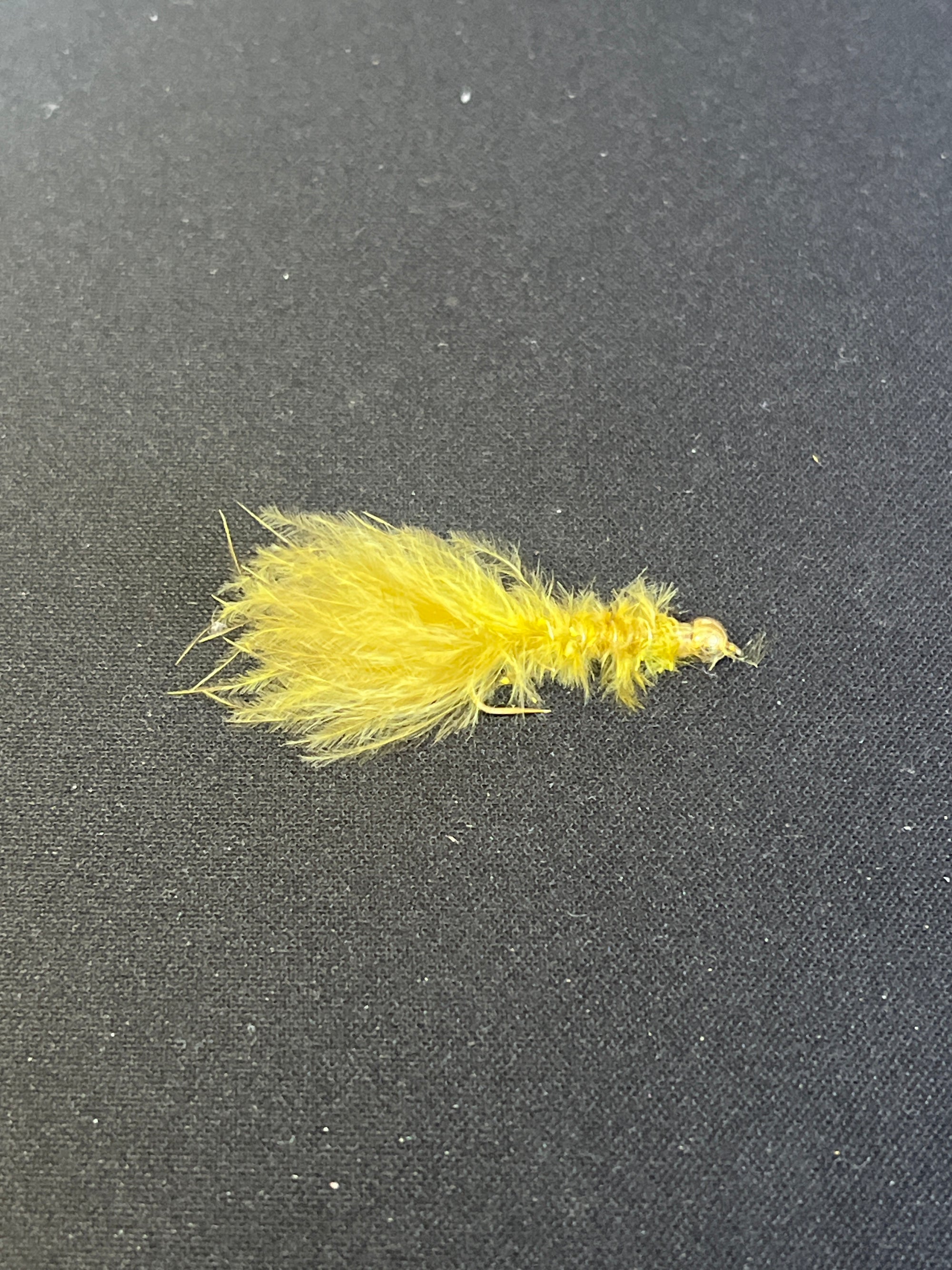 STRAGGLE LEECH FLY