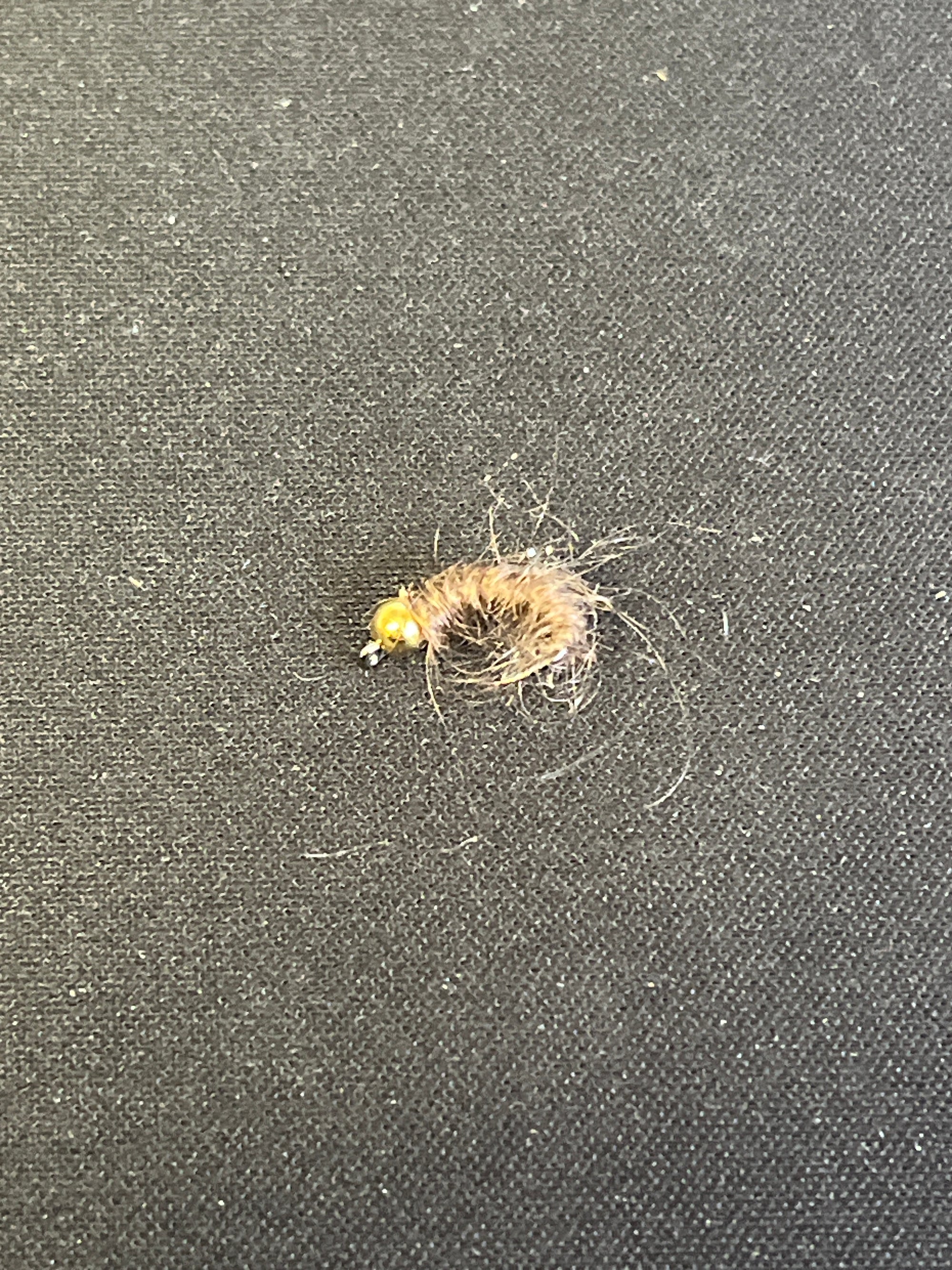 GAMMARUS GRUB FLY